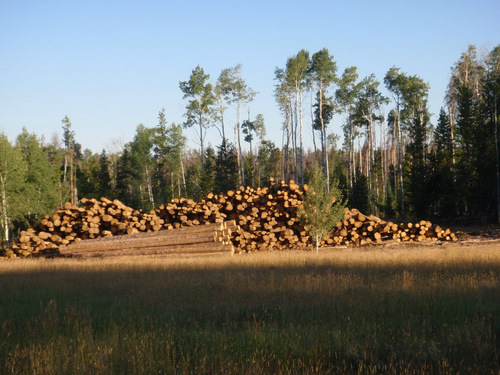 A major logging operation.